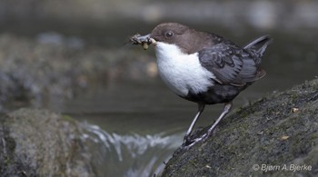 NHMO-Bird Collection