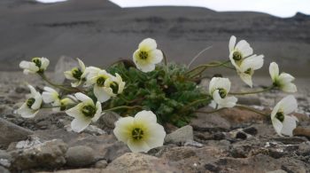 NHMO-DNA Plant Collection